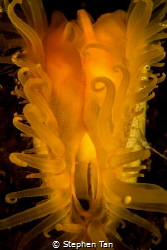 Fragile File Clam (Lima Fragilis) can swim continuously t... by Stephen Tan 